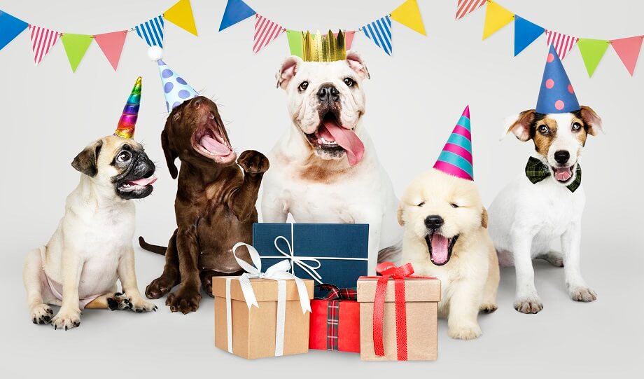 How to Throw the Perfect Dog Birthday Party